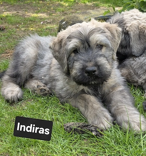 Bouvier des Flandres Welpen abzugeben.  Bild 2