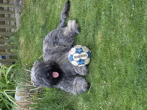 Bouvier des Flandres Welpen abzugeben.  Bild 6