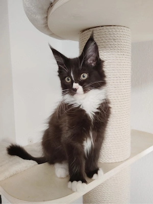 Maine Coon Kitten