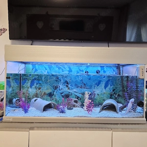 Aquarium mit Zubehör