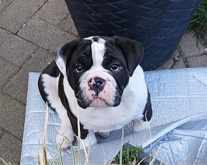 Welpe 12 Wochen Old English Bulldog Rüde