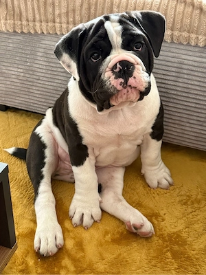 Old English Bulldog Welpe