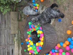 Bouvier des Flandres Welpen abzugeben.  Bild 5