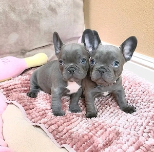 Französische Bulldoggenwelpen zu verkaufen.