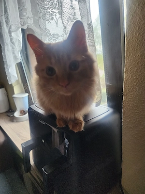     Roter  Kater
