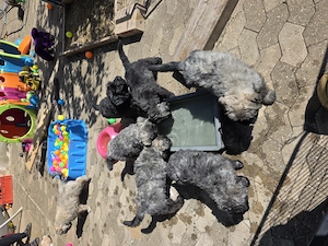 Bouvier des Flandres Welpen abzugeben.  Bild 9