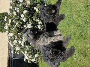 Bouvier des Flandres Welpen abzugeben.  Bild 8