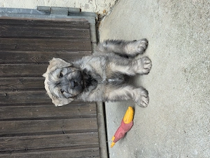 Bouvier des Flandres Welpen abzugeben.  Bild 10