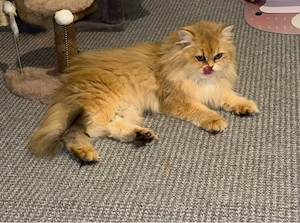 British Longhair Katze (NY11   Black Golden Shaded)