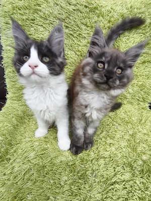 Maine Coon Kitten Mit Stammbaum