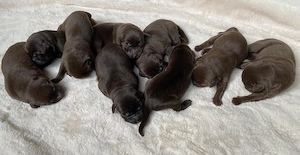 Reinrassige Labrador Welpen vom Bauernhof
