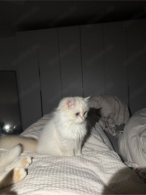 Britisch Kurzhaar + Britisch Langhaar Katzen