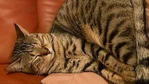 Bengal Mischling Katze