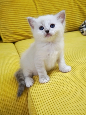 Ragdoll reinrassige Luxus Kätzchen mit Blaue Augen Neue Wurf abgabebereit ab 19.06.2026