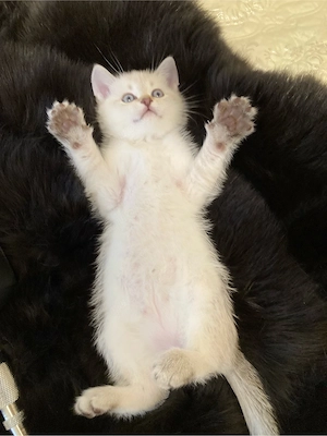 Schöner BKH (Point Tabby) Katerchen