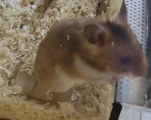 Goldhamster geb. Anfang März 