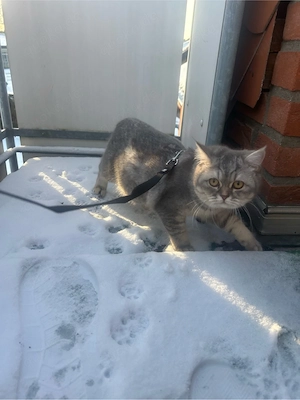 BKH Katzen abzugeben