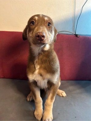 Husky-Labrador Welpen 