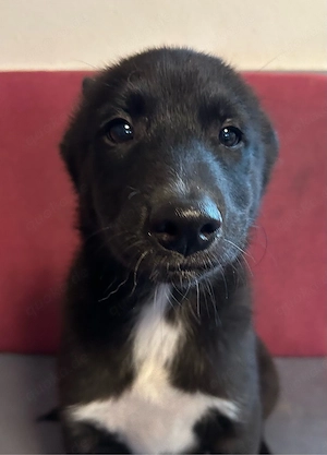 Husky-Labrador Welpe 