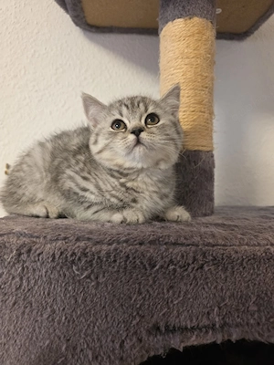 Britisch-Kurzhaar-Kitten