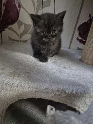 Bkh kitten Bild 8