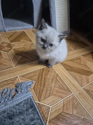 BKH Kitten
