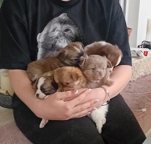 chihuahua welpen Langhaar 