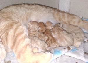 Fünf zauberhafte BKH Kater in besonderen, seltenen Farben Red und Creme Silver Classic Tabby 