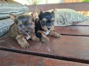yorkshire terrier
