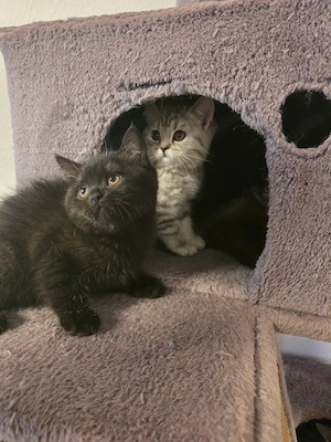 Britisch-Kurzhaar-Kitten