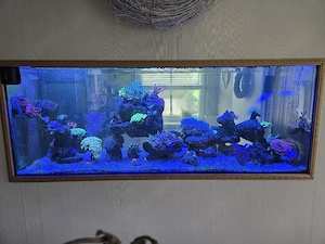 meerwasseraquarium komplett 