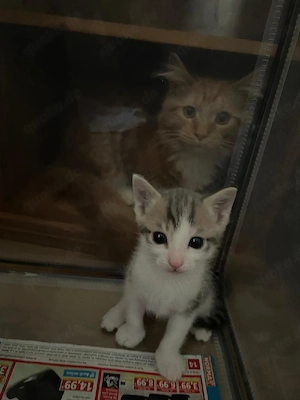 Türkisch Angora Mix Kätzchen 