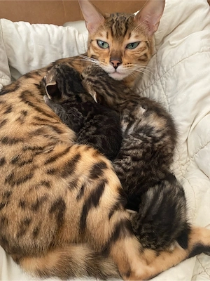 Bengal - Mix Kätzchen 