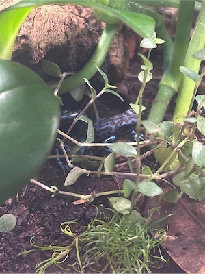 auratus la coca 