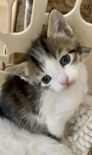 Zuckersüße Angoramix Kitten