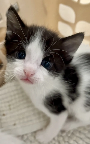 Sechs verschmuste Angora-Mix-Kitten suchen ein neues Zuhause