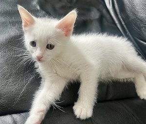 Zuckersüße Angoramix Kitten
