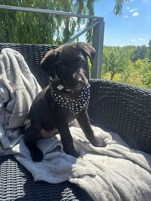 Labrador Welpen ( schwarz)