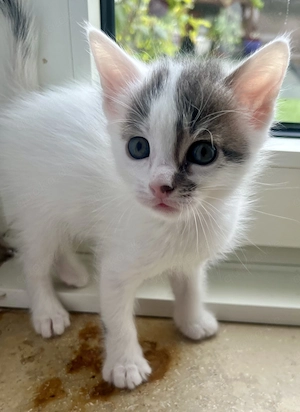Angoramix Kitten suchen ab sofort ein neues Nest