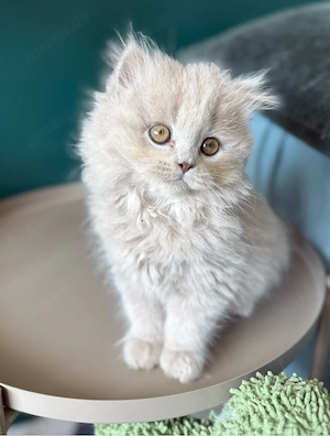 Süße BKH Kitten