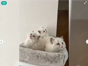 * Ragdoll Kitten suchen ein neues Zuhause * 