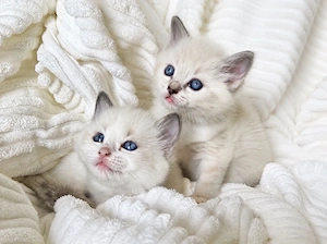 Radgoll  Birma wunderschöne Kitten 