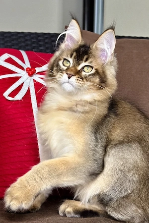 Prachtvoller Maine-Coon-Mix Kater (5 Monate) | Kinderlieb & Bestens Sozialisiert!