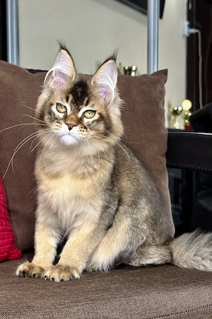 Prachtvoller Maine-Coon-Mix Kater (5 Monate) | Kinderlieb & Bestens Sozialisiert!