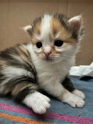 Ragdoll BKH Kitten