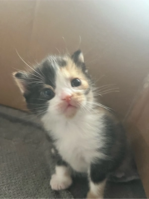 Ragdoll BKH Kitten