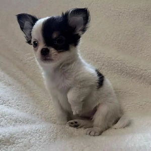 Chihuahua-Welpen