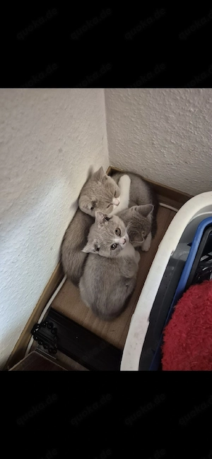 3 süße bkh kitten kater