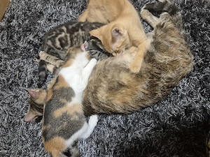 Baby Katzen kitten weiblich 
