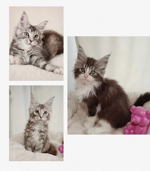 Maine Coon Kitten mit Stammbaum